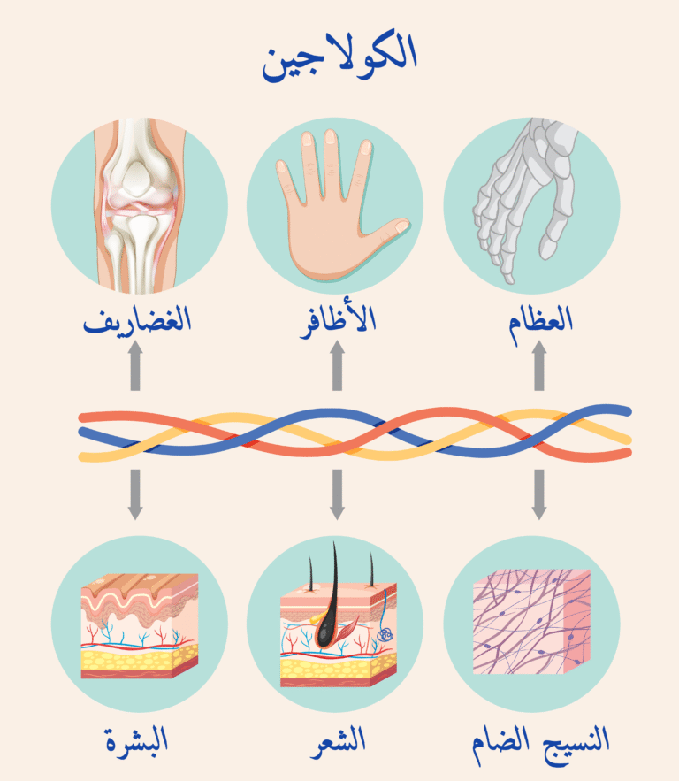 الكولاجين