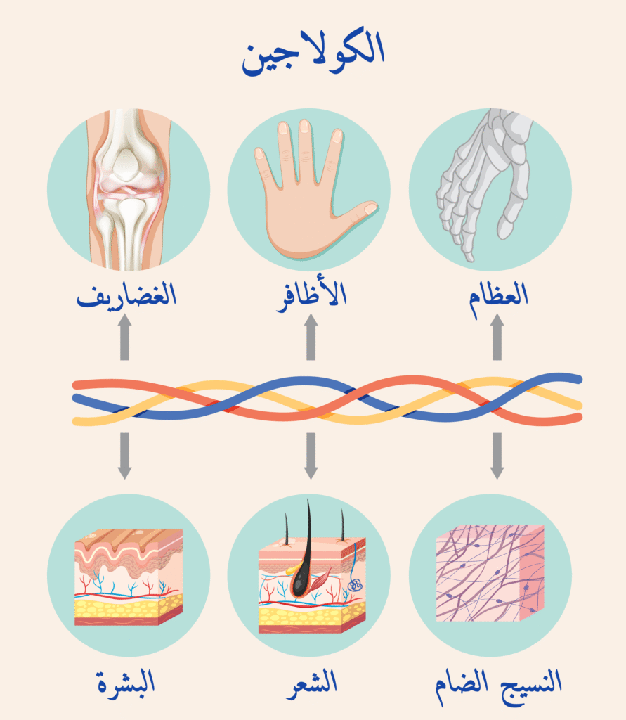 الكولاجين